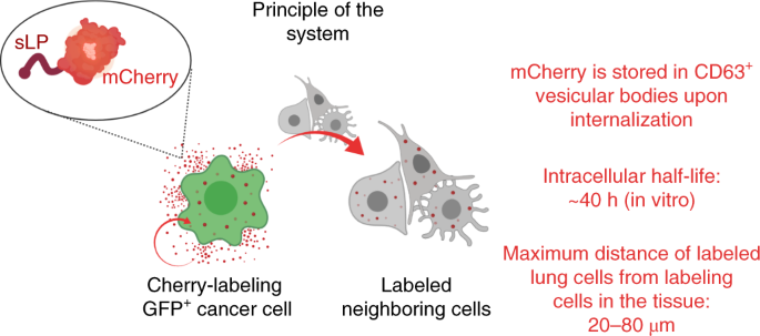 Generation of neighbor-labeling cells to study intercellular interactions  in vivo | Nature Protocols