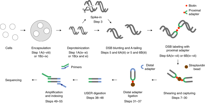 High-resolution, ultrasensitive and quantitative DNA double-strand break labeling in eukaryotic cells using i-BLESS