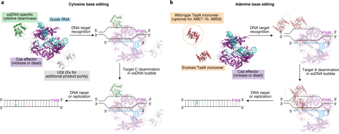 Assigning functionality to cysteines by base editing of cancer