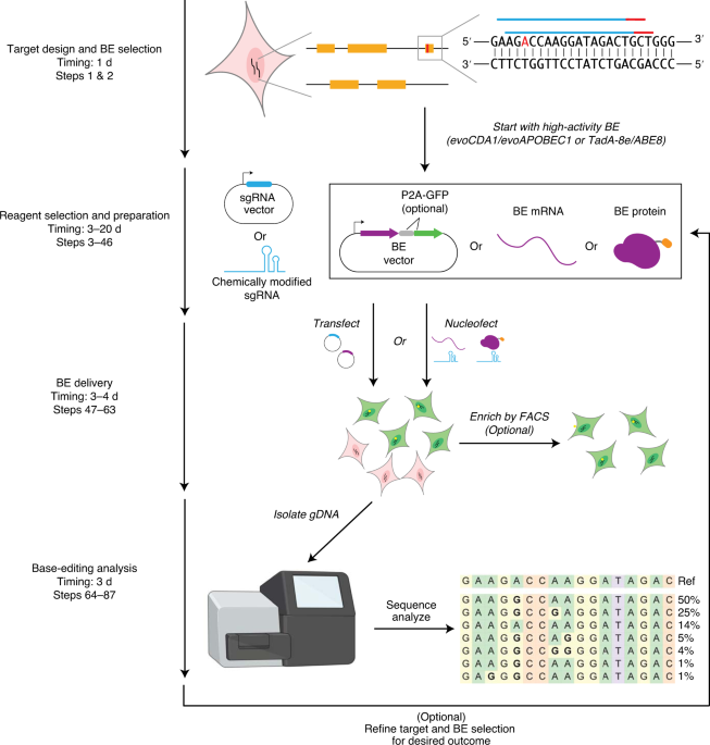 Assigning functionality to cysteines by base editing of cancer