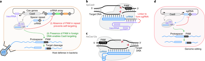 Scalable characterization of the PAM requirements of CRISPR–Cas enzymes  using HT-PAMDA | Nature Protocols