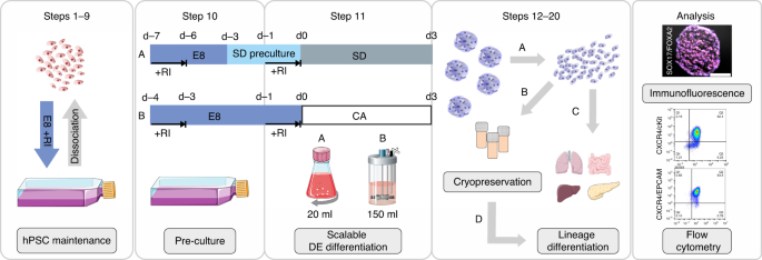 Production And Cryopreservation Of Definitive Endoderm From Human Pluripotent Stem Cells Under Defined And Scalable Culture Conditions Nature Protocols