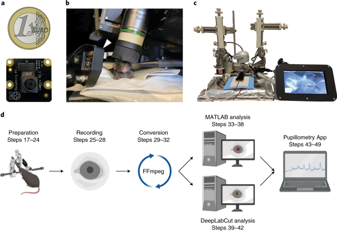 A Complete Pupillometry Toolbox For Real Time Monitoring Of Locus Coeruleus Activity In Rodents Nature Protocols
