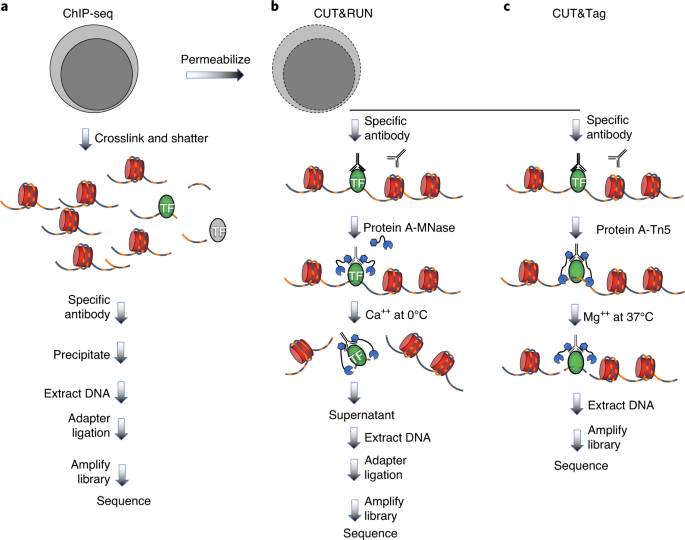 efficient low cost chromatin profiling with cut tag nature protocols
