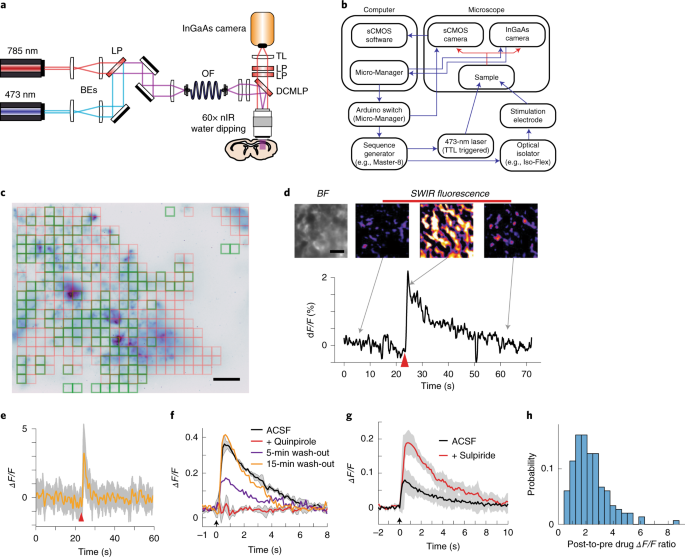 Near-infrared catecholamine nanosensors for high spatiotemporal dopamine  imaging
