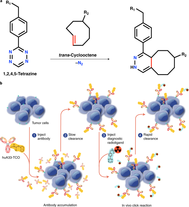 Inverse Electron Demand Diels Alder Click Chemistry For Pretargeted Pet Imaging And Radioimmunotherapy Nature Protocols