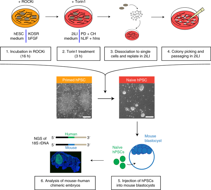 Generation Of Mouse Human Chimeric Embryos Nature Protocols Generation Of Mouse Human Chimeric Embryos Nature Protocols