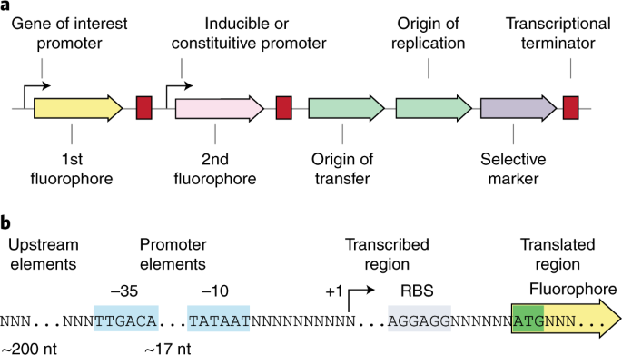 SorTn-seq: a high-throughput functional genomics approach to discovering  regulators of bacterial gene expression | Nature Protocols