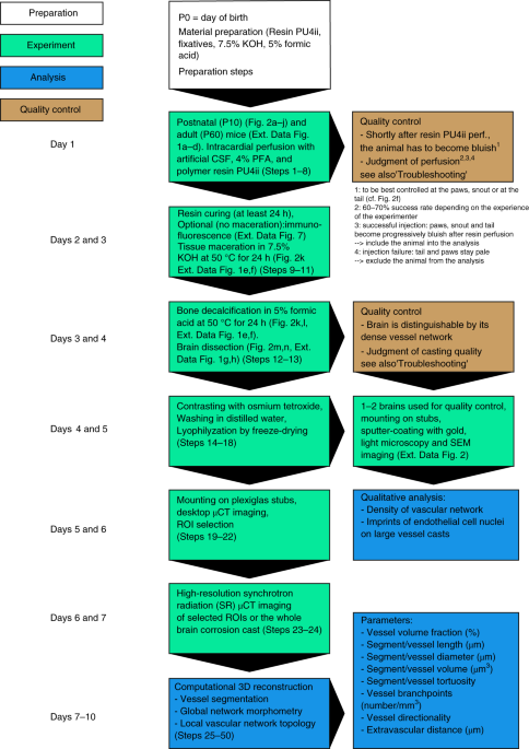 Hierarchical Imaging And Computational Analysis Of Three Dimensional Vascular Network Architecture In The Entire Postnatal And Adult Mouse Brain Nature Protocols