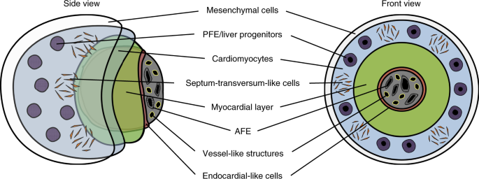heart cell diagram