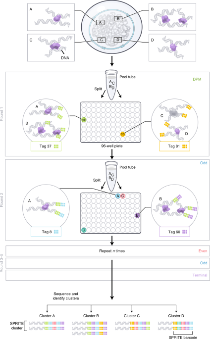 Fine fragmentation and DSG cross-linking improves loop detection a.