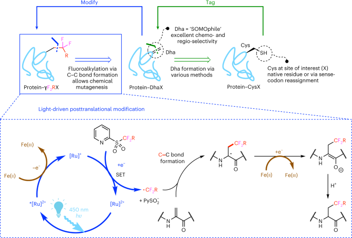 Posttranslational, site-directed photochemical fluorine editing of protein sidechains to probe residue oxidation state via 19F-nuclear magnetic resonance