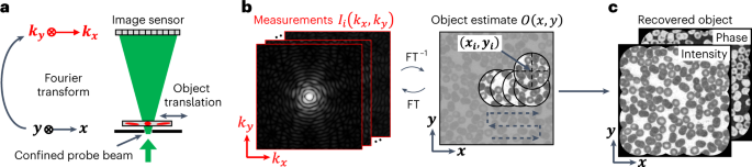 Spatial- and fourier-domain ptychography for high-throughput bio-imaging