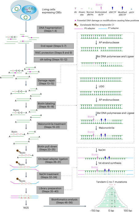 Aligned Adapter for Dry Shield – Aligned Integrations