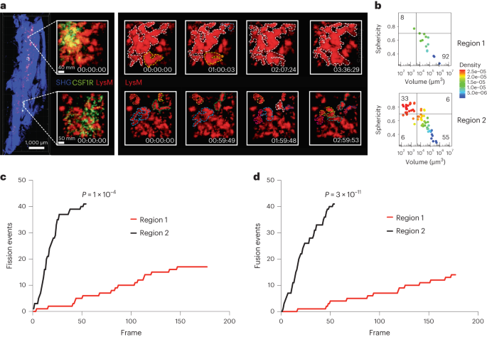 Minimally invasive longitudinal intravital imaging of cellular dynamics in  intact long bone