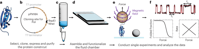Single-molecule magnetic tweezers to probe the equilibrium dynamics of individual proteins at physiologically relevant forces and timescales