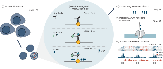 Mapping protein–DNA interactions with DiMeLo-seq | Nature Protocols