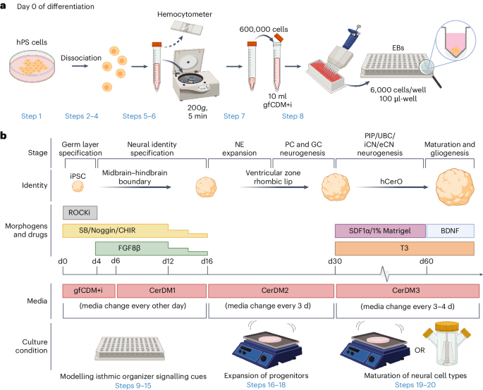 Generation and long-term culture of human cerebellar organoids from ...