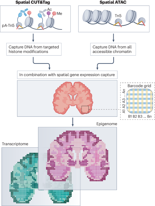 Gene expression and chromatin state mapped in space | Nature Protocols
