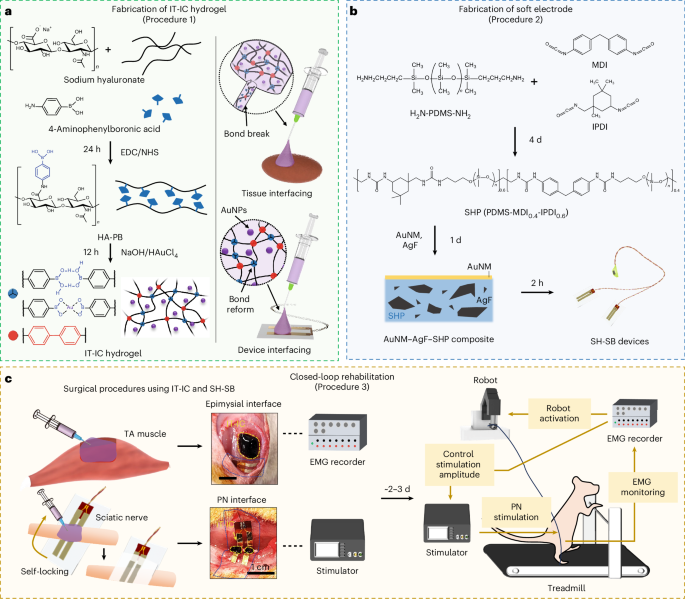 An injectable conductive hydrogel for closed-loop and robot-assisted rehabilitation via stretchable patch-type electrodes