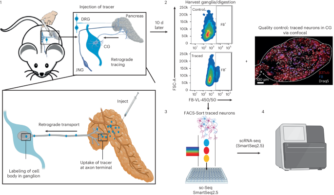 Trace-n-Seq retrograd floresan izləyişi ilə innervasiya edən periferik neyronların ayırma və tək hüceyrəli sekanslaşdırılmasını birləşdirir