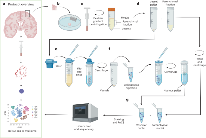 Beyin damarlarının tək nüvəli və multiom profilləşdirilməsi üçün VINE-seq və MultiVINE-seq
