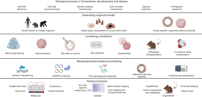 Tutorial: interrogating biology using organoid technologies