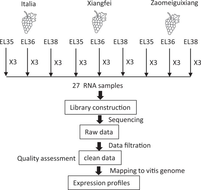 Transcriptome profiles of three muscat table grape cultivars to dissect the mechanism of terpene biosynthesis