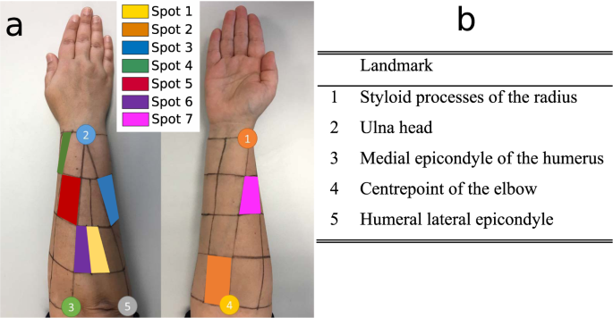 Electromyographic evaluation of upper limb muscles involved in armwrestling  sport simulation during dynamic and static conditions - ScienceDirect