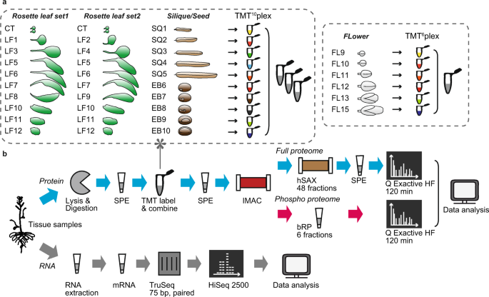 Proteomic And Transcriptomic Profiling Of Aerial Organ Development In Arabidopsis Scientific Data
