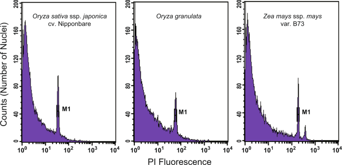 The draft genome sequence of an upland wild rice species, oryza granulata