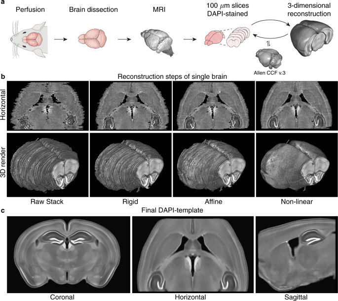 A three-dimensional, population-based average of the C57BL/6 mouse 
