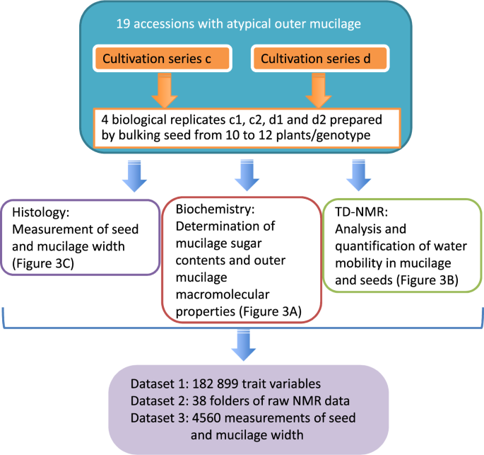 Datasets Of Seed Mucilage Traits For Arabidopsis Thaliana Natural Accessions With Atypical Outer Mucilage Scientific Data Datasets Of Seed Mucilage Traits For Arabidopsis Thaliana Natural Accessions With Atypical Outer Mucilage Scientific Data