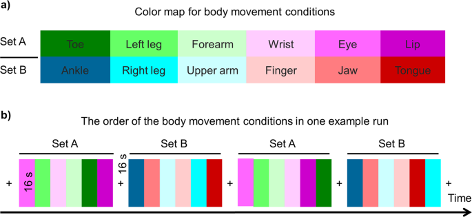 How do bodies map out left and right?