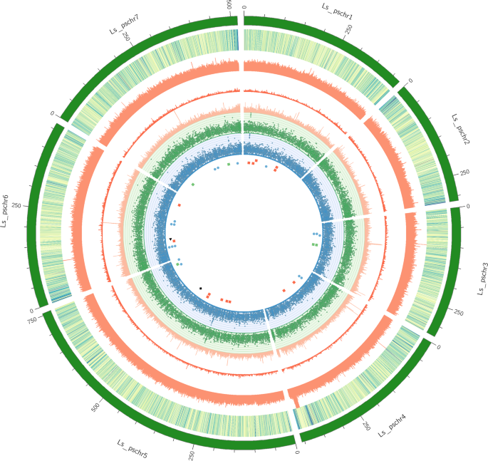 Genome sequencing and assembly of lathyrus sativus - a nutrient-rich hardy legume crop