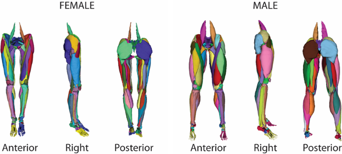 Three Dimensional Lower Extremity Musculoskeletal Geometry of the