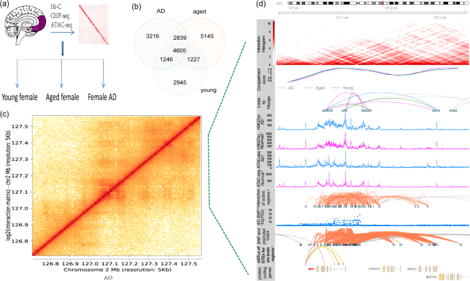 Three-dimensional chromatin architecture datasets for aging and alzheimer’s disease