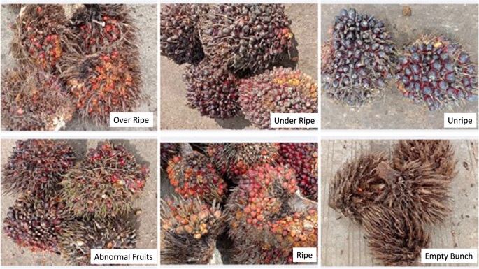 Annotated Datasets of Oil Palm Fruit Bunch Piles for Ripeness Grading Using  Deep Learning | Scientific Data
