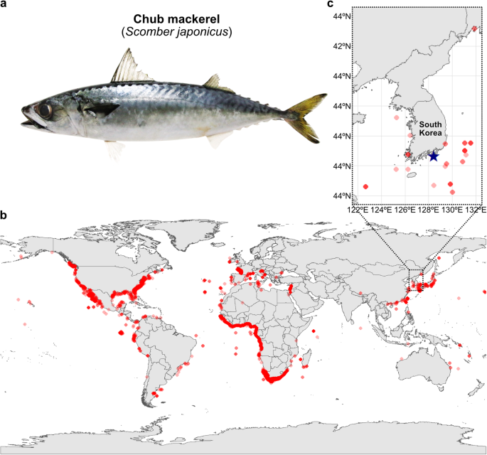 Chromosome-level genome assembly of chub mackerel (Scomber