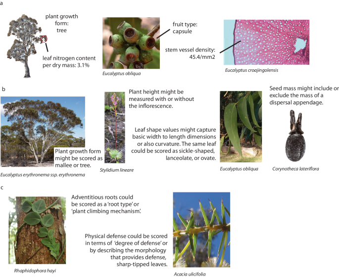 The austraits plant dictionary