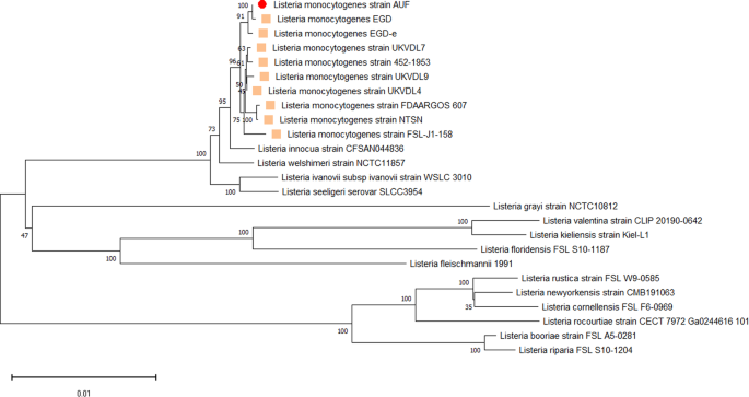 Complete genome of the listeria monocytogenes strain auf, used as a live listeriosis veterinary vaccine