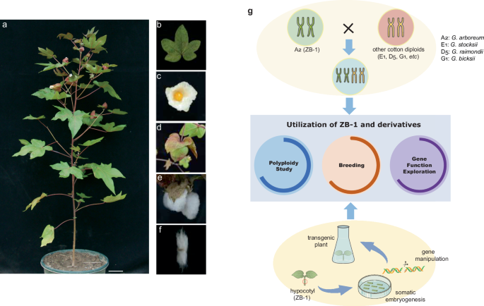 Chromosome-level genome assembly and annotation of a potential model organism gossypium arboreum zb-1