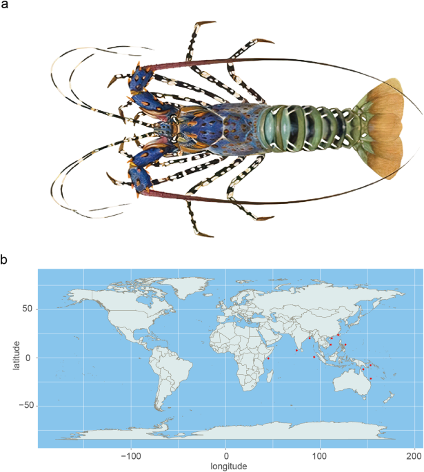Chromosomelevel genome of the longtailed marineliving ornate spiny