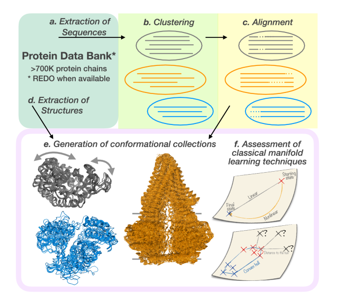 Explaining Conformational Diversity in Protein Families through 