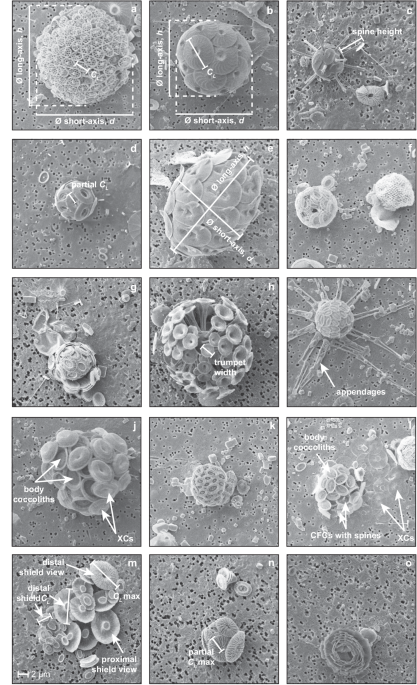 Cellular morphological trait dataset for extant coccolithophores from the atlantic ocean