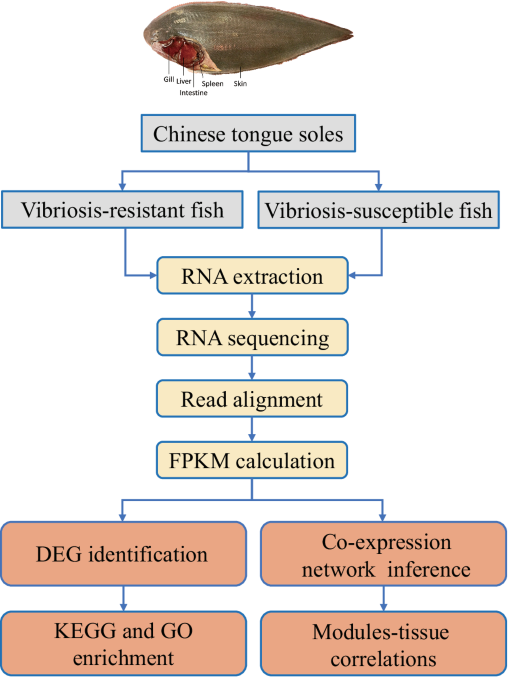 Multi-organ transcriptomic profiles and gene-regulation network ...