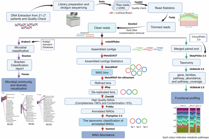 Deep sequencing-derived Metagenome Assembled Genomes from the gut ...