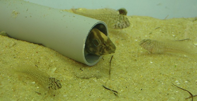 Chromosome-level genome assembly of the highly-polymorphic peacock blenny (Salaria pavo)