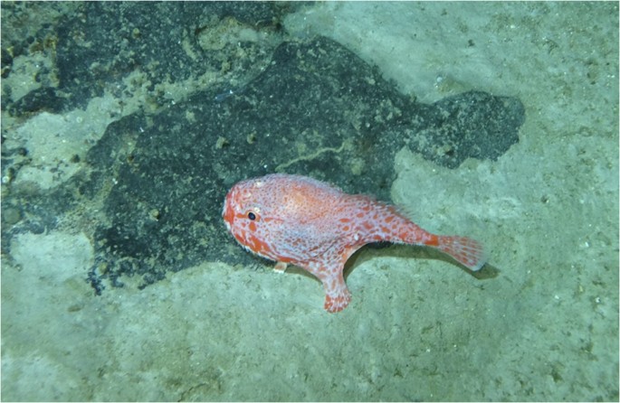 Chromosome-level genome assembly and annotation of a sea toad (Chaunax ...
