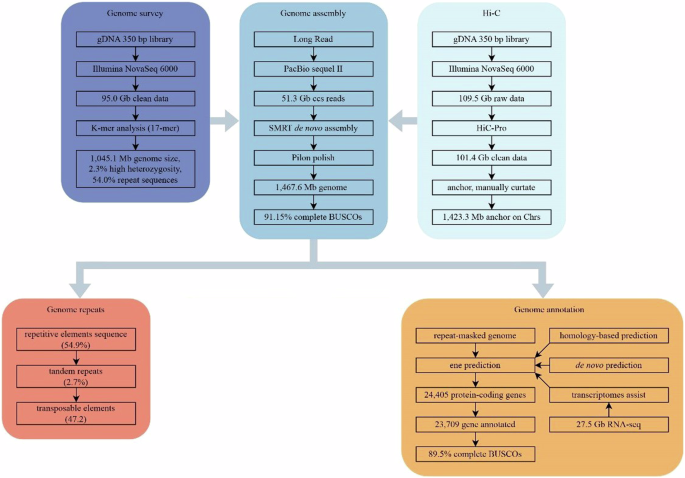Chromosome-level genome assembly and annotation of Japanese anchovy ...